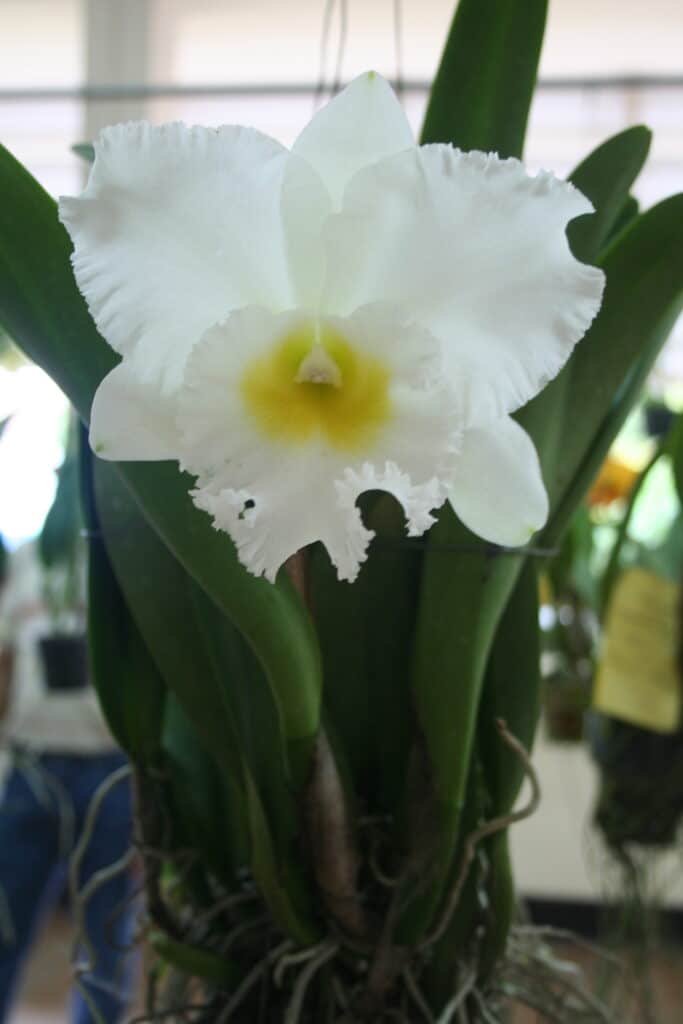 Blc Petch Siam - VANDAORCHID.com