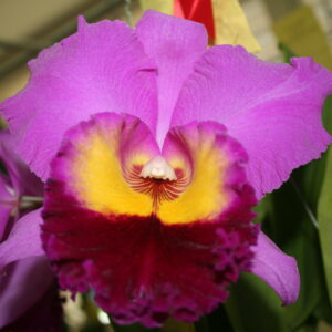 Blc ซาโตรุ โตชิมา