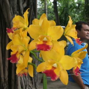 Blc สยามเบล 'วิภาภรณ์' AM-AHT