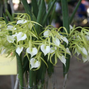 Brassavola cordataxsibling