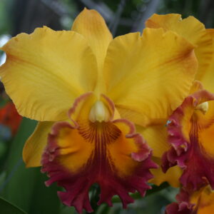 C Anginan x Yen Twentyfour Carat