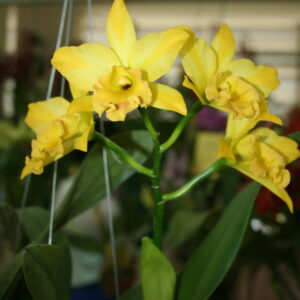 C Thi-ti x วรุฒสตาร์แทรก