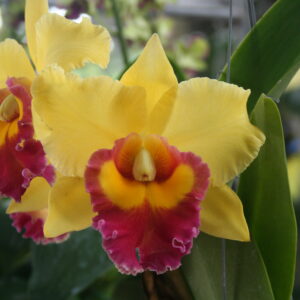 C Yen Twentyfour Carat x ศรีวิลาศโกลด์