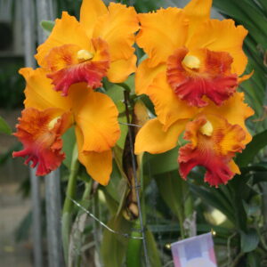 C Yen โกลเด้นเซนเซชั่น (6)