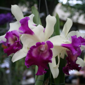 C ควีนสิริกิต x มอสคอมเบ้