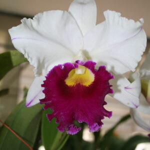 C ฉงกู่สวอน