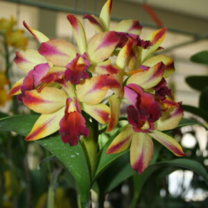 ชิติ x เมทลินพิศ