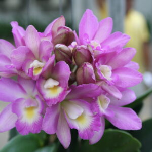 ซีเครทเลิฟ x ทศพล