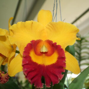 ซุนเยี่ย x เย็น24กระรัต