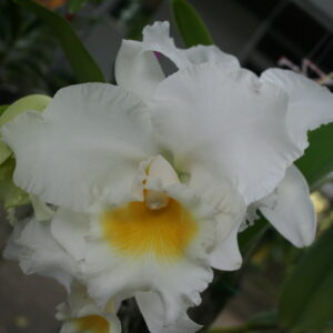 พิงค์ไดมอนด์ x ทัฟฟินเบล