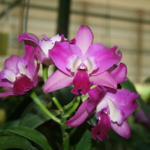 ลูกต้น x เองเจิลเลิฟ