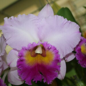 C วังน้ำเขียวดีไลท์