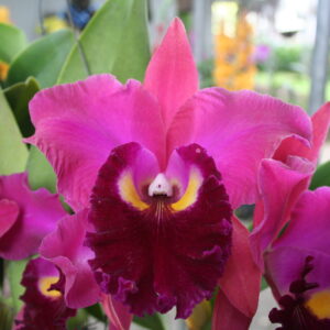 mem โรเบิร์ตสเตท  x โคราชซันเซ็ท