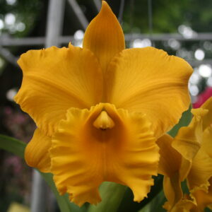 ศรีวิลาศโกลด์