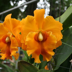 C หาดใหญ่ x ซุนเยี้ย