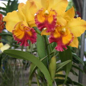 อังกินนันท์ x Yen Twentyfour Carat