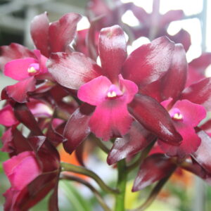 เนตรศิริไฟบอล