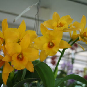 เพลินพิศ ชาร์มเมอร์