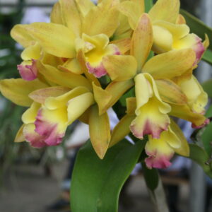 เพลินพิศ พรีเซียส