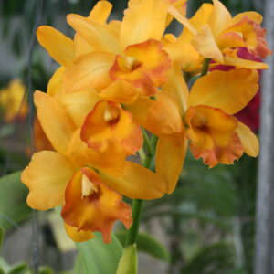 เพลินพิศโกลด์เดนท์ ดีไลท์ x คาไวสตาร์ไบท์