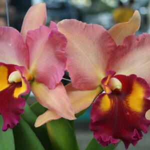 เย็นมัลติคัลเลอร์