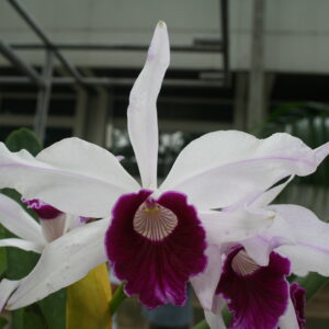 L Purpurata Werhamser