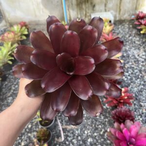 Neo.Purple star x fire ball