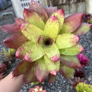 Neoeo.Gold fever hybrid