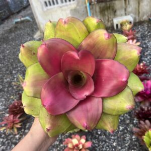 Neo.Concentrica hybrid ( Neo.Pink debbie)