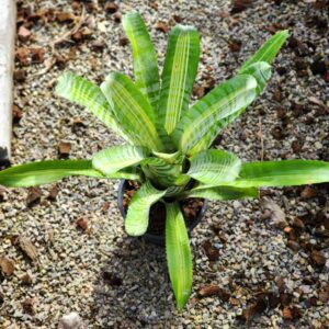 Aechmea vista