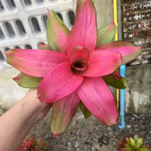 Neo.Pink debbie