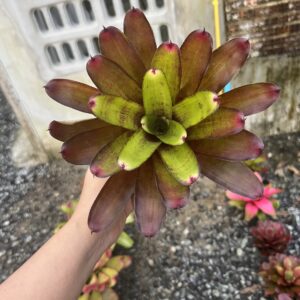 Neo. Golden Promise