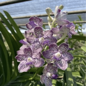 Vanda. Kyrah Green