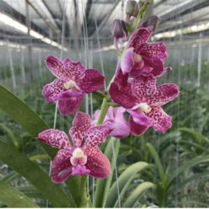 Vanda. Merilii x Dr. Anek