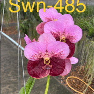 Suwannaphum Cardinal Swn-485