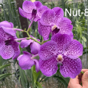 Vanda. PRB-190
