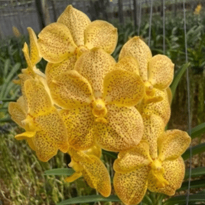 Suksamran gold x V. Thai spot SWN-504
