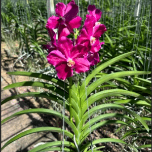 Vanda. Mimi x Dr Anek Swn-584