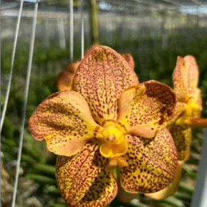 Vanda. Kulwadee x Thai spot Swn-541