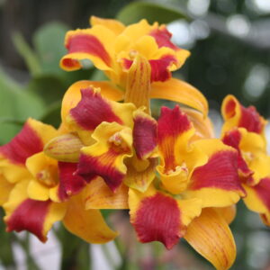 Slc บูรณะบิวตี้