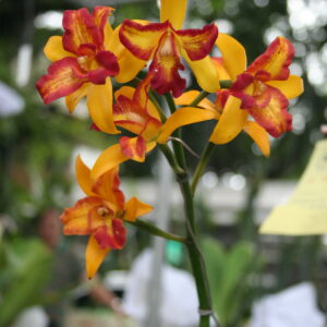 Slc ลิตเติ้ลแฟรี่