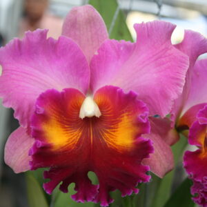 Viviat Vong x Yuwan Sunset