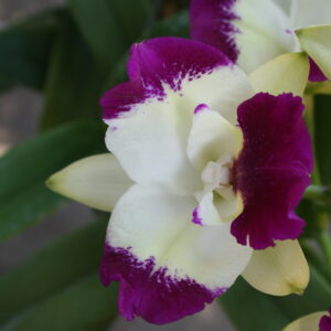 White DimondYen Red เฟรด x เมมโรเบริ์ตเสตท