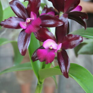 เนตรศิริ แวกซี่