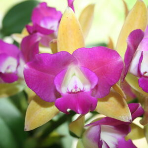 เพลินพิศสเปเชียล