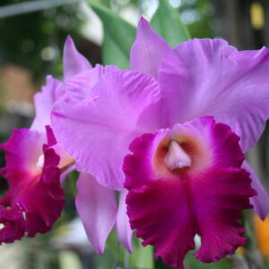 เมมโรเบิร์ตสเตท x โคราชซันเซท