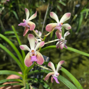 (V.falcata x denissoniana) x V.lamellata