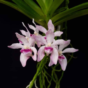 Vanda pumila x Rhynchostylis gigantea spot